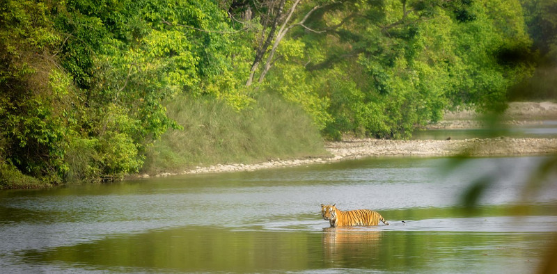 tiger_bardia_Stefan_van_den_Akker_1614701660.jpg